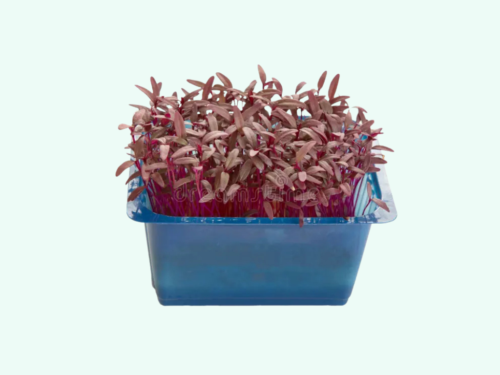Pousse Rouge Micro Pousse Feuilles de Shiso Rouge | rungismarket.com