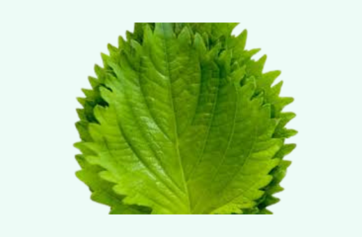 Green Shiso Large Leaves
