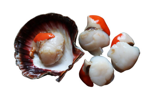 Shelled scallops (large size) without coral