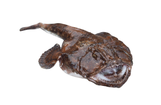 Headless whole monkfish