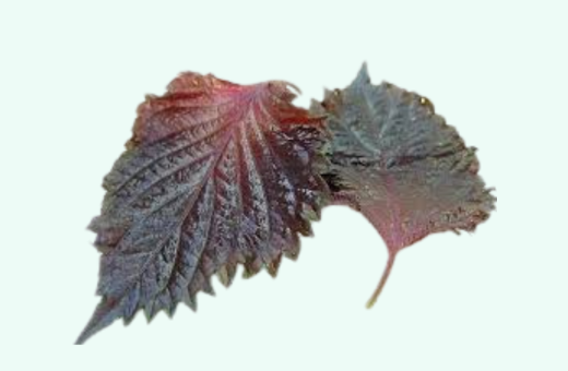 Red Shiso Large Leaves
