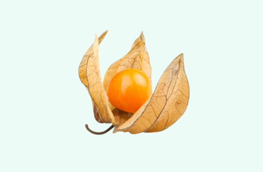 Physalis